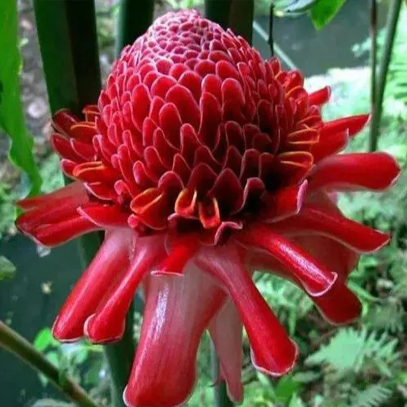 Porcelain rose seeds Etlingera elatior Torch Ginger - Image 6