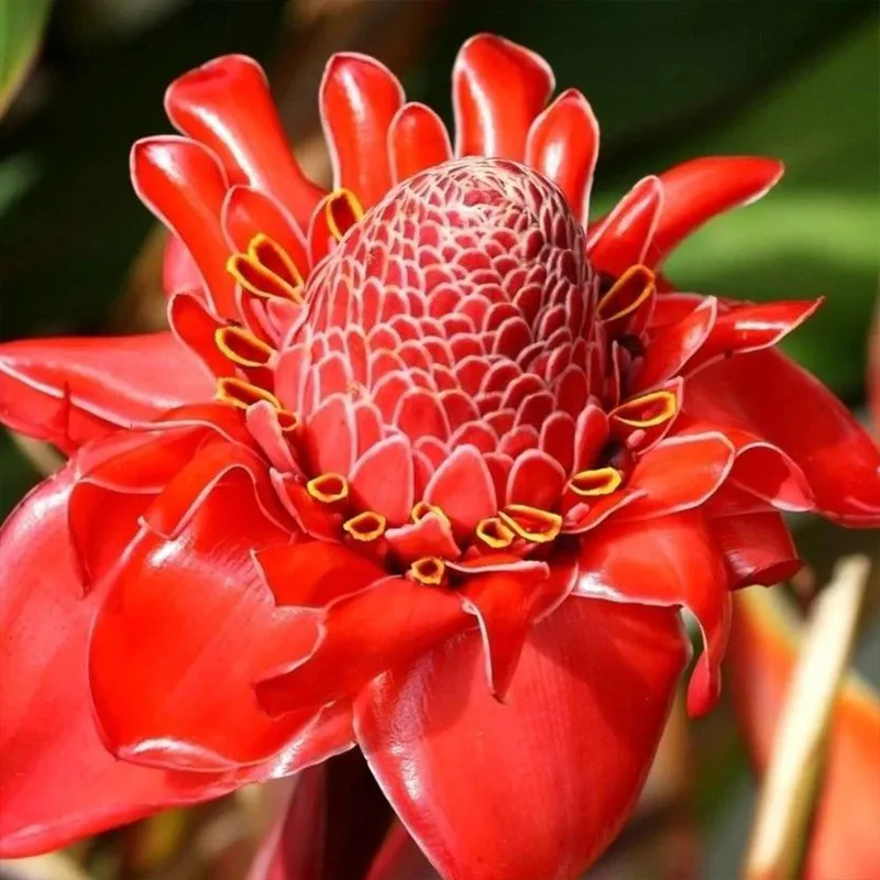 Porcelain rose seeds Etlingera elatior Torch Ginger - Image 7