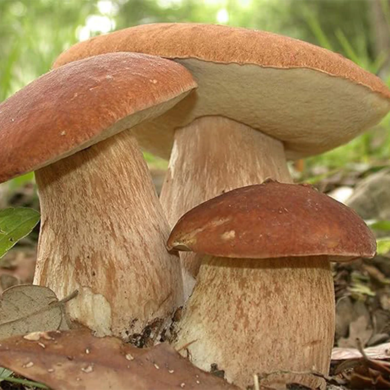 Porcini Mushroom King Bolete Mycelium Spawn Dried Spores Kit for Planting Non GMO - Image 2