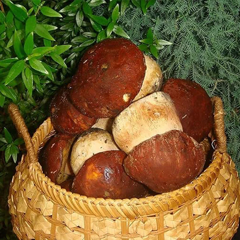 Porcini Mushroom King Bolete Mycelium Spawn Dried Spores Kit for Planting Non GMO - Image 5