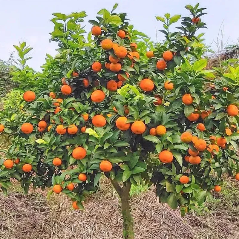 Potted Sugar Tangerine Seeds