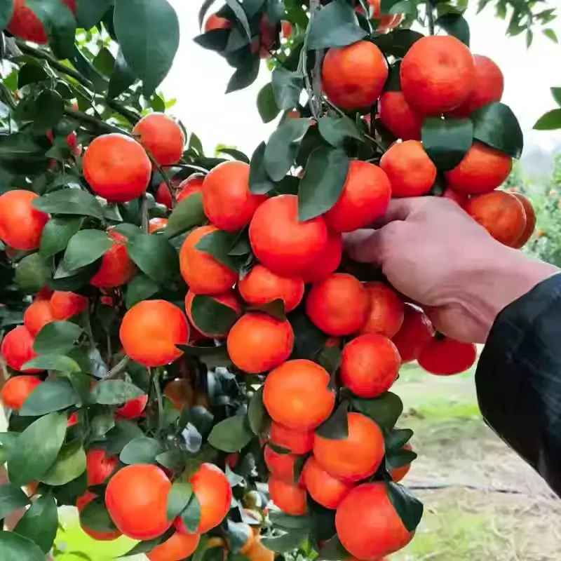Potted Sugar Tangerine Seeds - Image 6