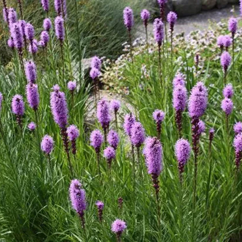 Prairie Blazing Star Seeds - Image 10