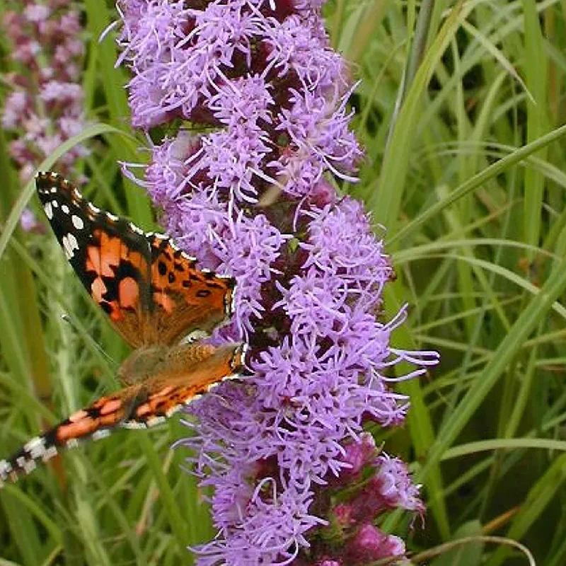 Prairie Blazing Star Seeds - Image 7