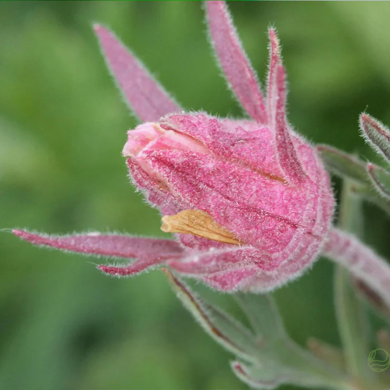 Prairie Smoke Flower Seeds - Image 3