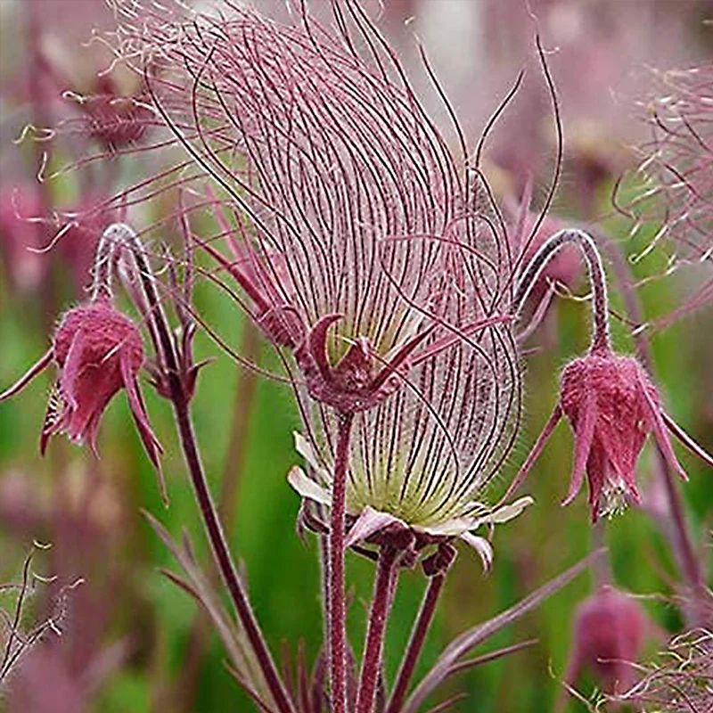 Prairie Smoke Flower Seeds - Image 4