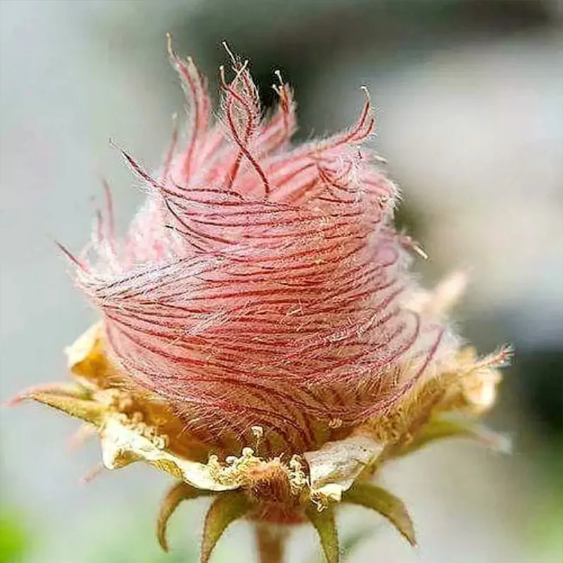 Prairie Smoke Flower Seeds - Image 5