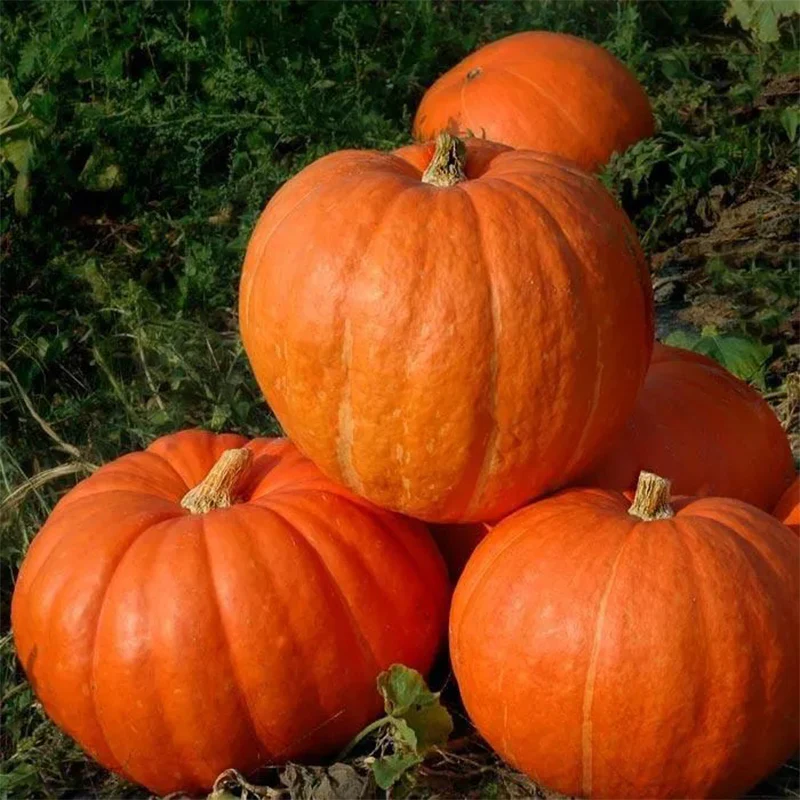Pumpkin Big Moose - Image 3