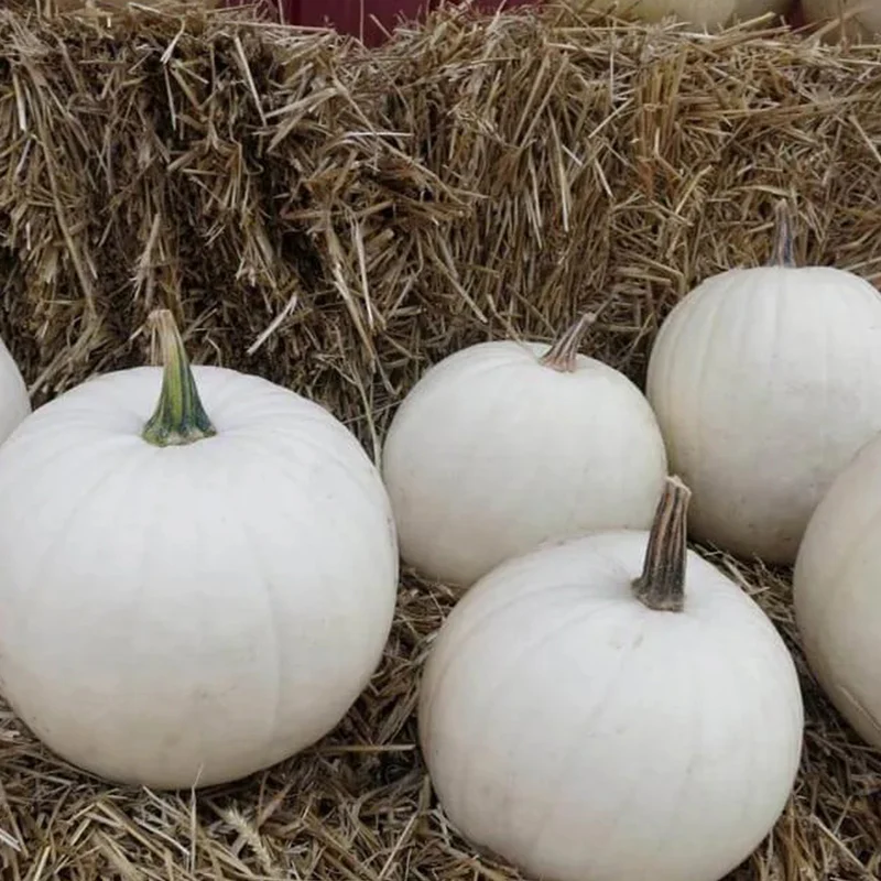 Pumpkin Cotton Candy - Image 2
