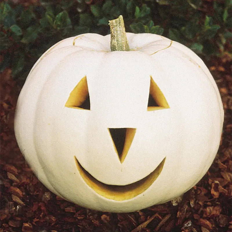 Pumpkin, Lumina