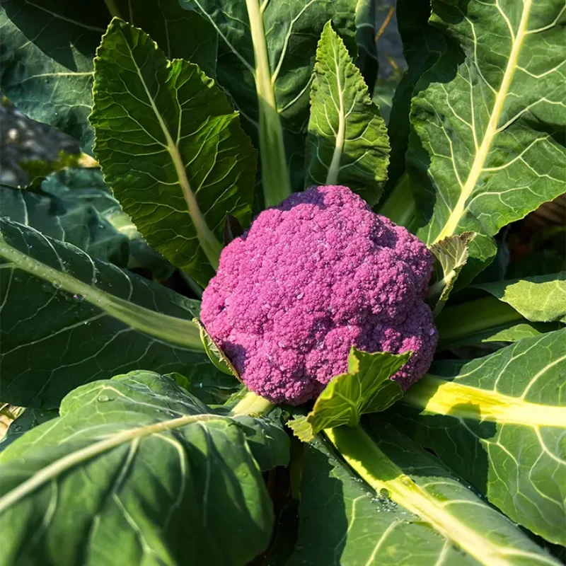 Purple Cauliflower Seed - Image 2