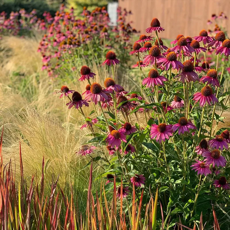 🌸Purple Coneflowers&Black Eyed Susan Mix - Image 5