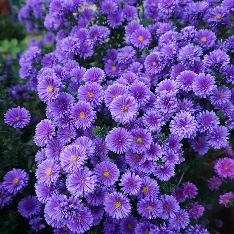 Purple Daisies:Amethyst Gem - Image 2