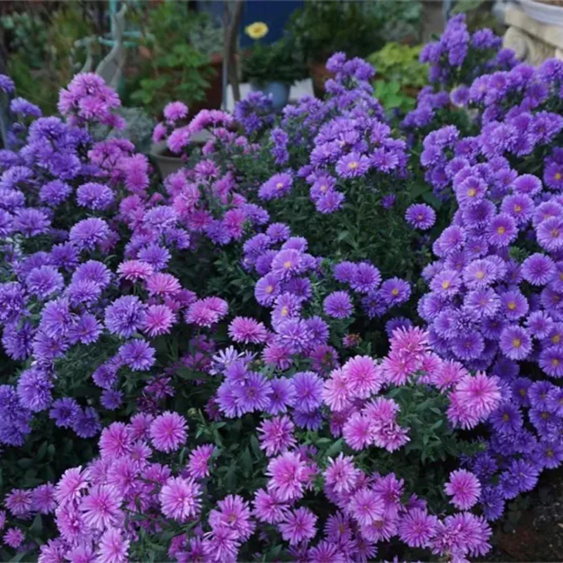 Purple Daisies:Amethyst Gem - Image 3
