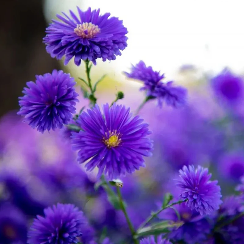Purple Daisies:Amethyst Gem - Image 4