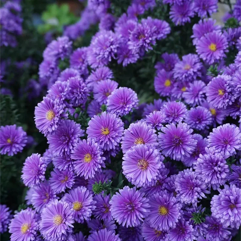 Purple Daisies:Amethyst Gem - Image 5