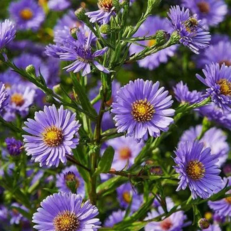 Purple Daisies:Amethyst Gem - Image 6