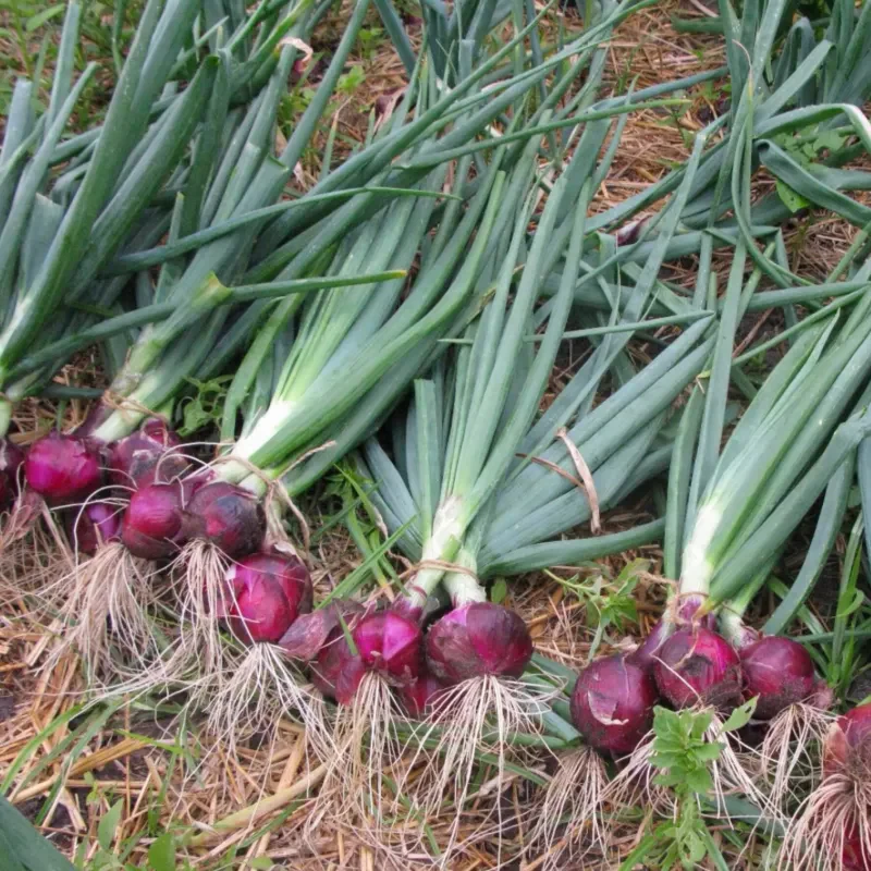 Purple Fruit Onion Vegetable Seeds - Image 3