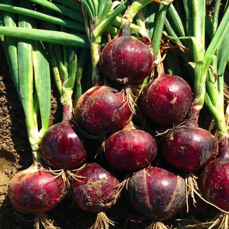 Purple Fruit Onion Vegetable Seeds - Image 4