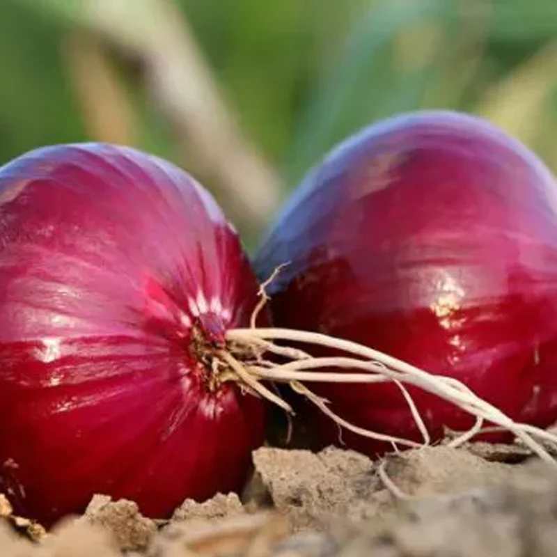 Purple Fruit Onion Vegetable Seeds - Image 5