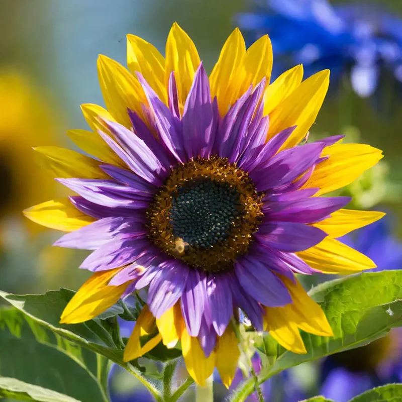 Purple Heart with Green Edges Sunflower - Image 3