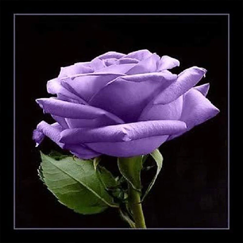 Purple Rose Rosa Bush Shrub Perennial Flower Seeds