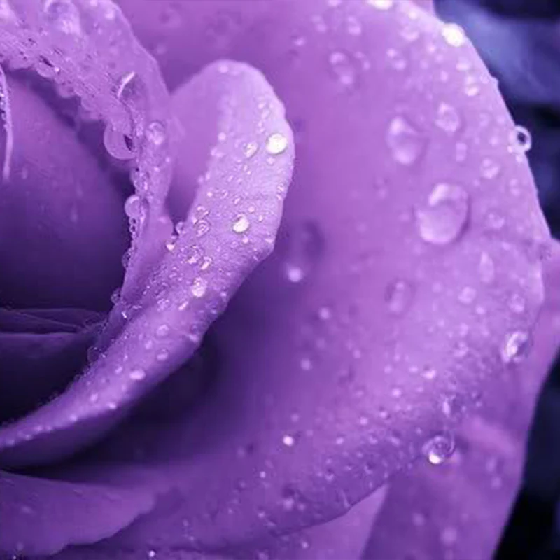 Purple Rose Rosa Bush Shrub Perennial Flower Seeds - Image 3