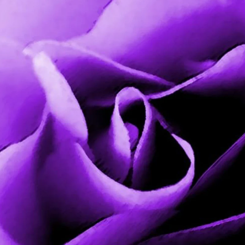Purple Rose Rosa Bush Shrub Perennial Flower Seeds - Image 4