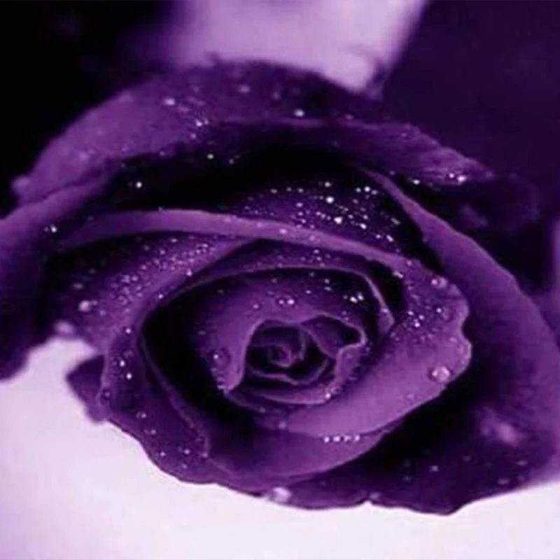 Purple Rose Rosa Bush Shrub Perennial Flower Seeds - Image 5