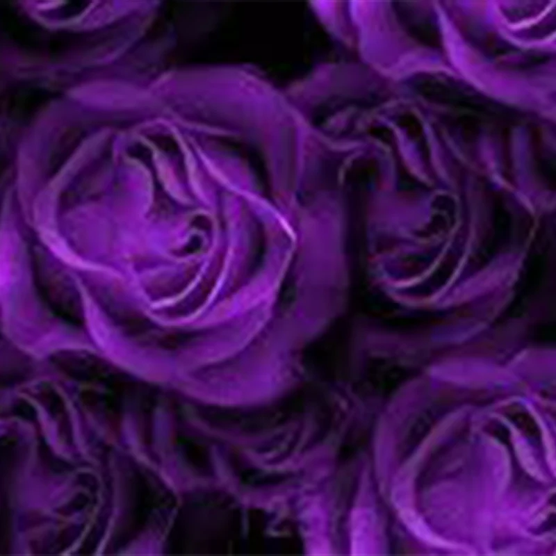 Purple Rose Rosa Bush Shrub Perennial Flower Seeds - Image 6