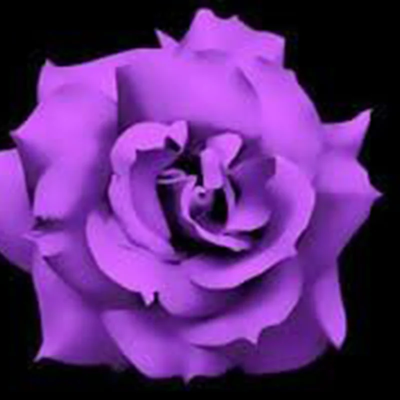 Purple Rose Rosa Bush Shrub Perennial Flower Seeds - Image 7