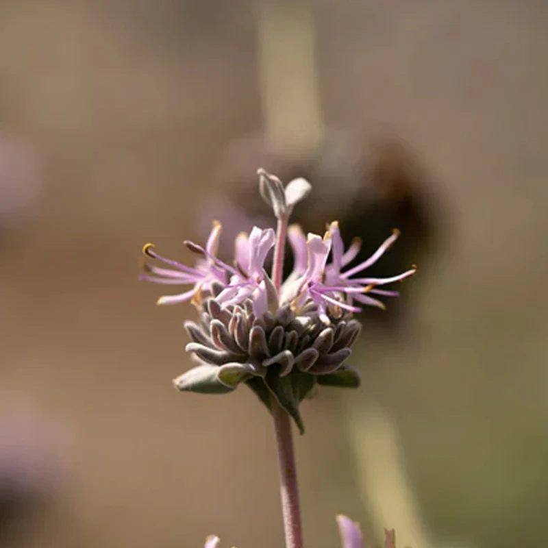 Purple Sage - Image 3