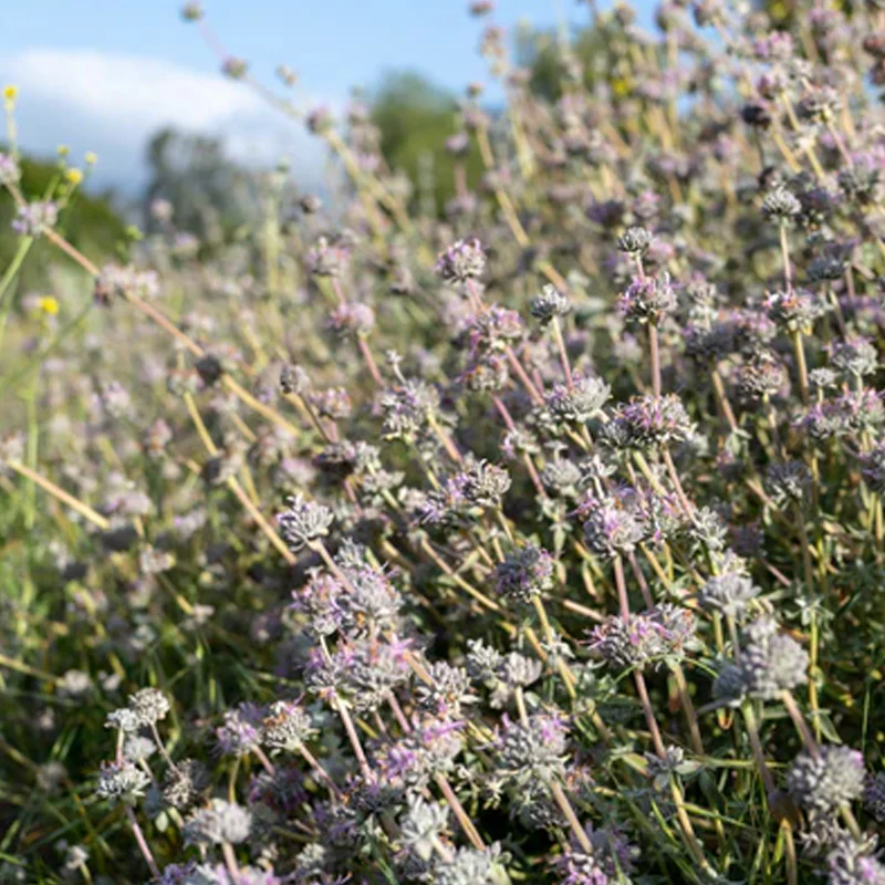 Purple Sage - Image 7