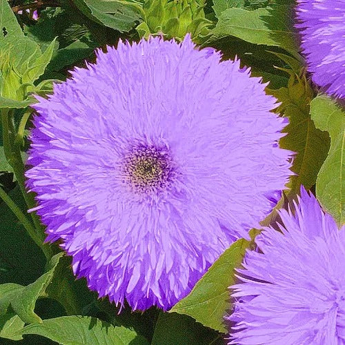 Purple Teddy Bear Sunflower Seeds - Image 2