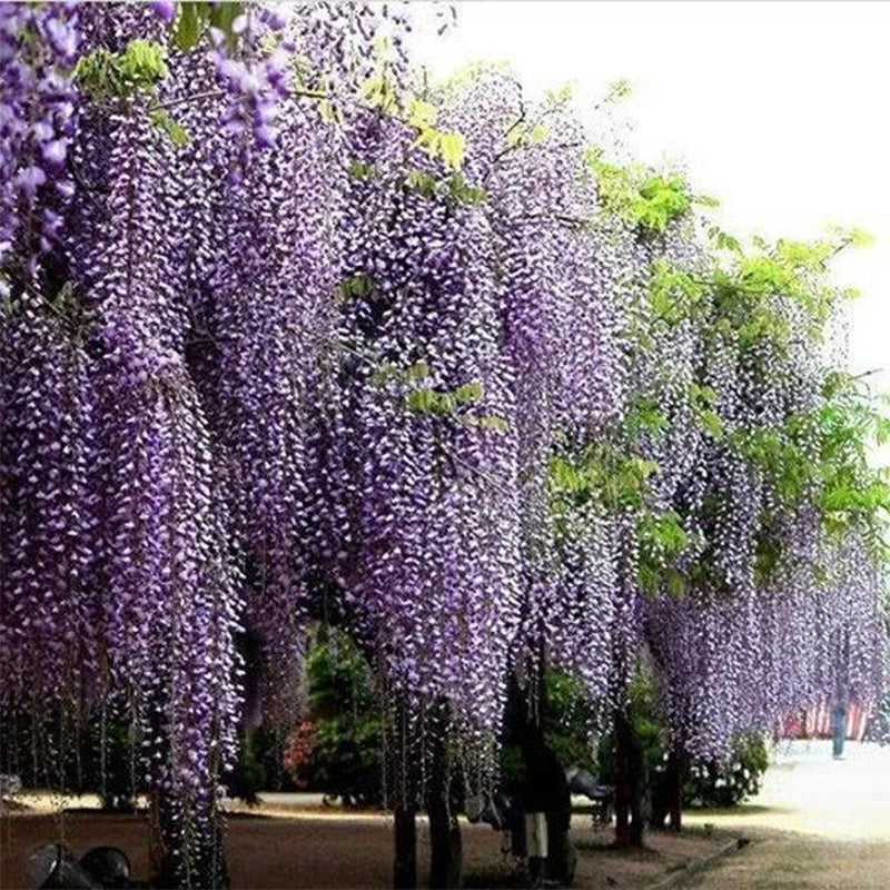 Purple Wisteria Flower Seeds Wisteria Sinensis DIY Home Garden Yard Plant - Image 2