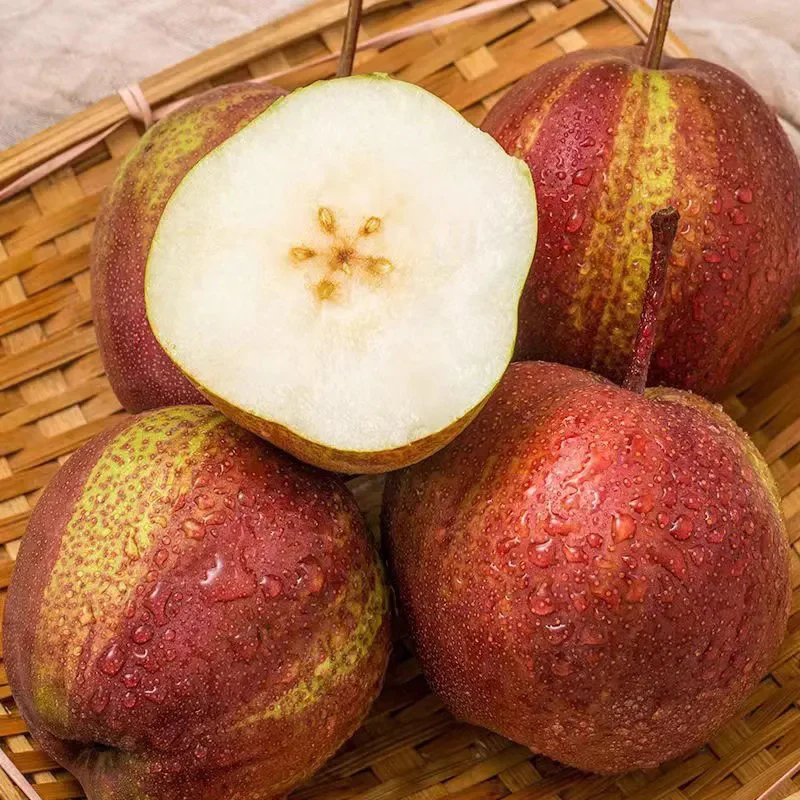 Pyrus pyrifolia 'Nijisseiki'Rainbow Pear Seeds - Image 3