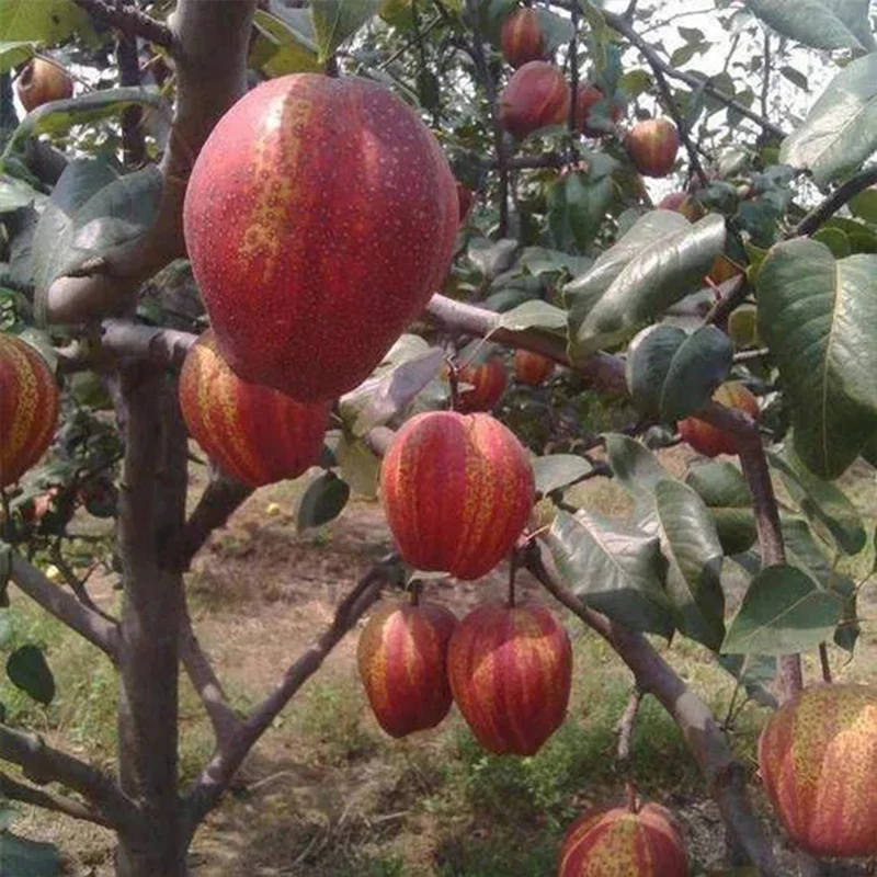 Pyrus pyrifolia 'Nijisseiki'Rainbow Pear Seeds - Image 4