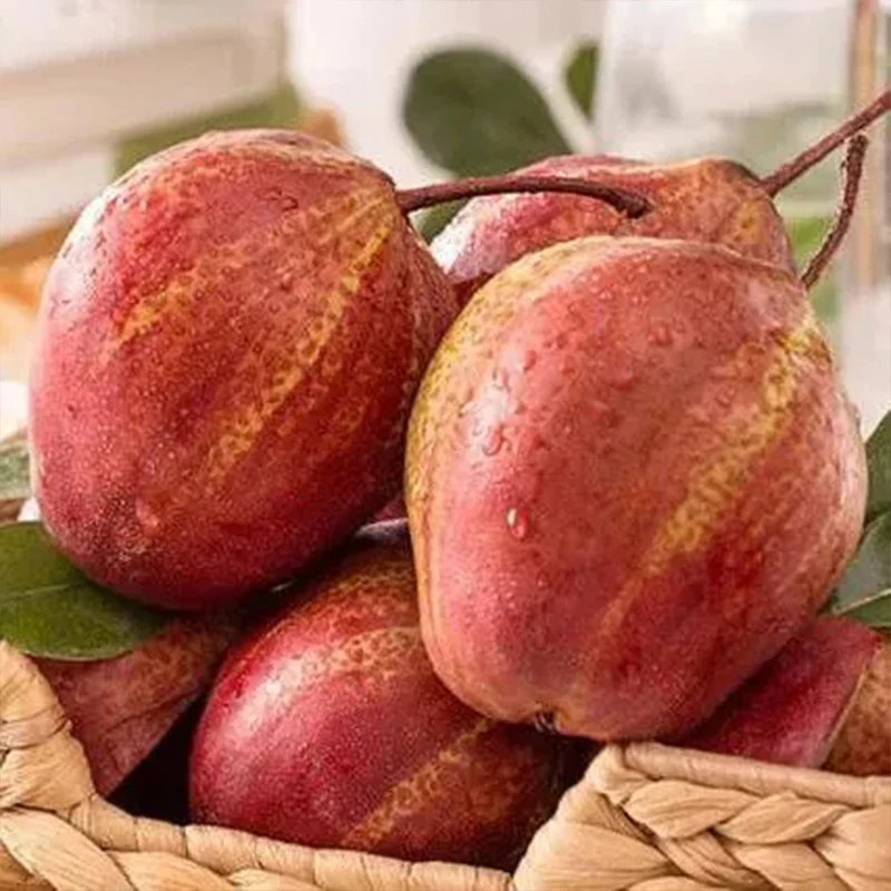 Pyrus pyrifolia 'Nijisseiki'Rainbow Pear Seeds - Image 6