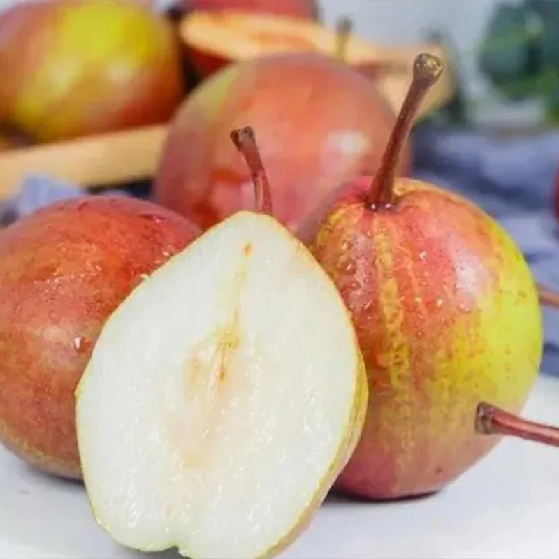 Pyrus pyrifolia 'Nijisseiki'Rainbow Pear Seeds - Image 8