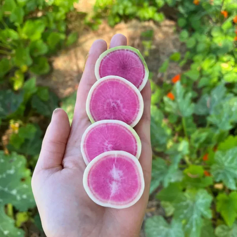 Radish Watermelon Seeds - Image 4