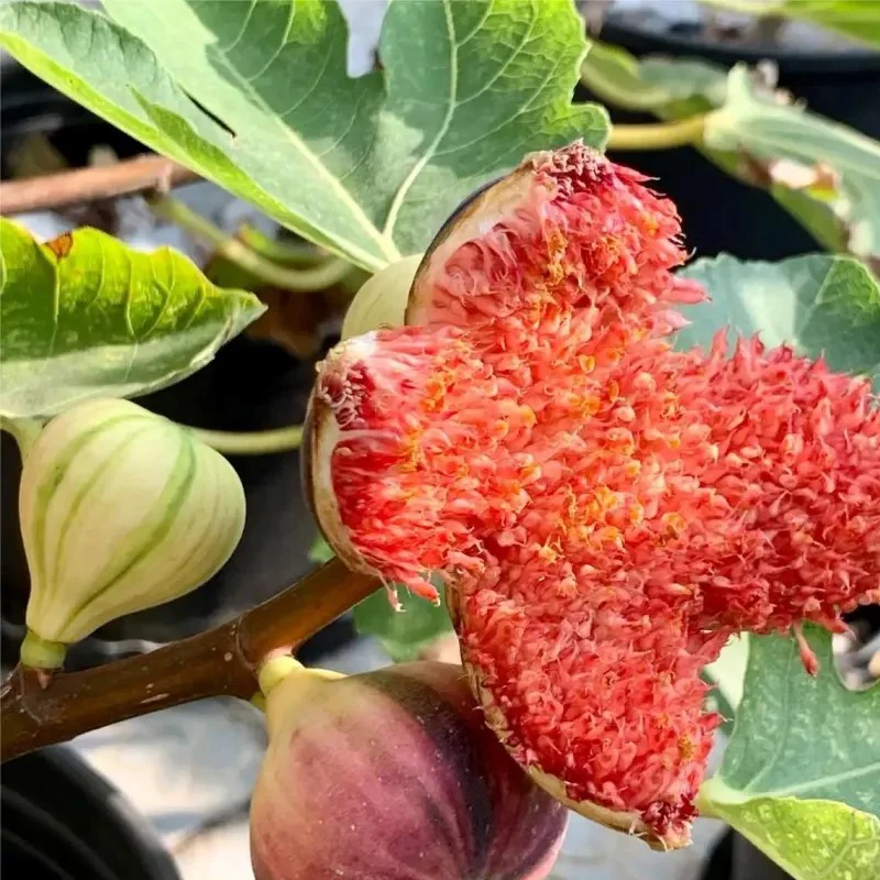 Rainbow Figs Seeds higher quality - Image 2