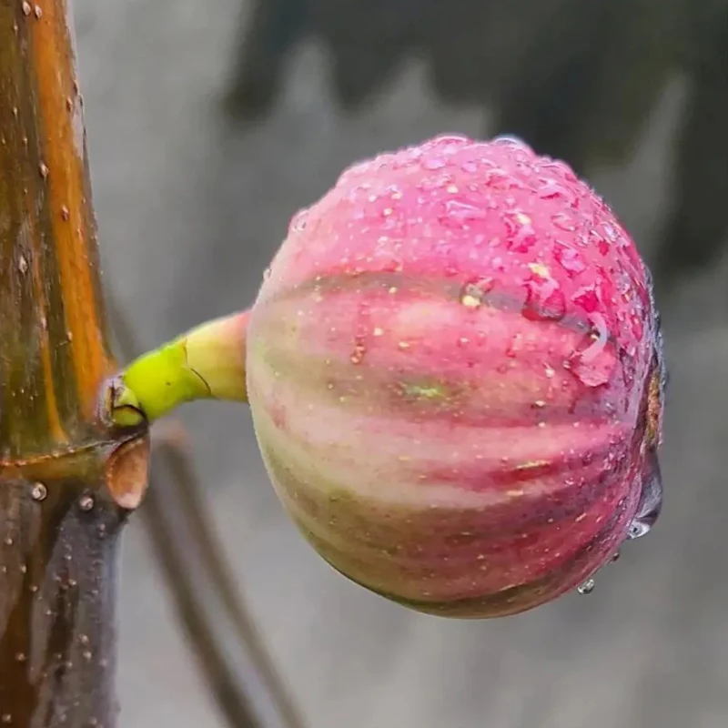 Rainbow Figs Seeds higher quality - Image 3