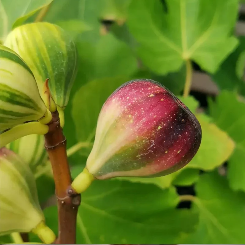 Rainbow Figs Seeds higher quality - Image 6