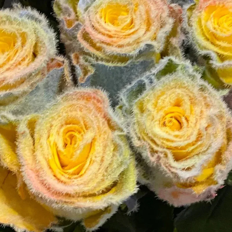Rainbow Frost Rose Seeds – Add a Touch of Frosted Magic to Your Garden! - Image 5