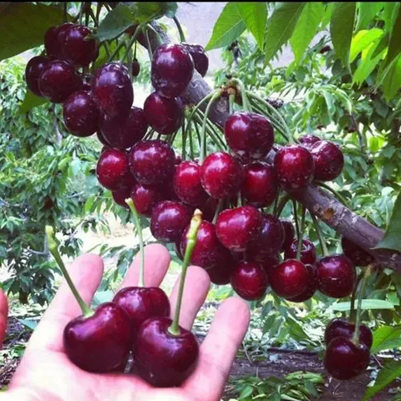 Rainier Cherry Fruit Seeds(Can be planted in winter) - Image 3
