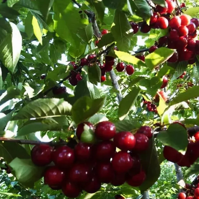 Rainier Cherry Fruit Seeds(Can be planted in winter) - Image 4