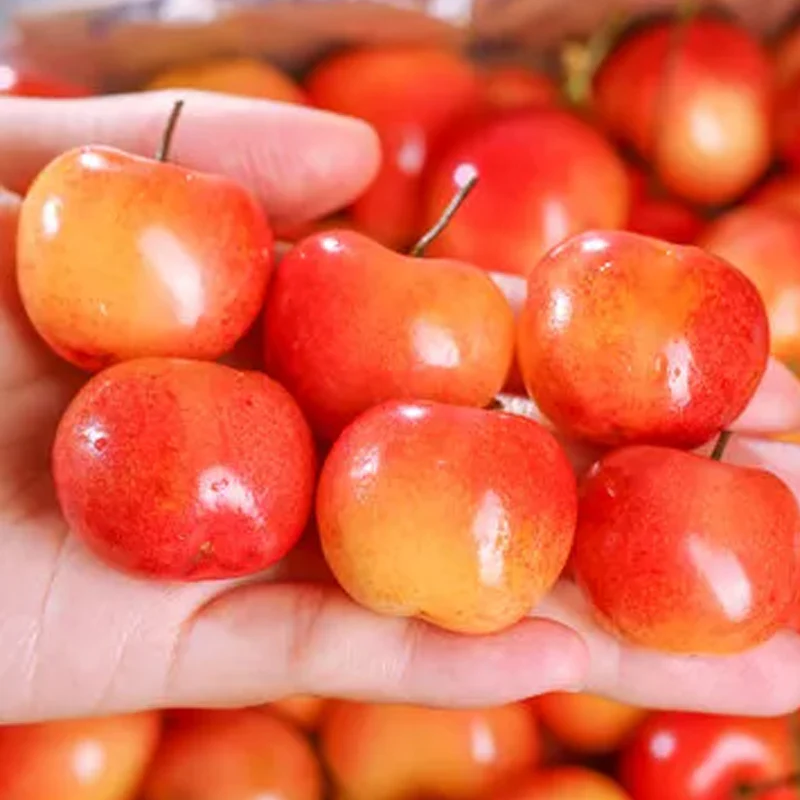 Rainier Cherry Fruit Seeds(Can be planted in winter) - Image 7
