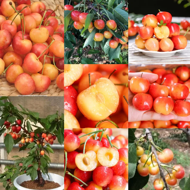 Rainier Cherry Fruit Seeds(Can be planted in winter) - Image 9