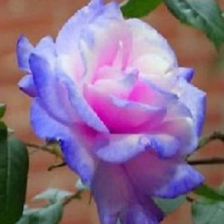 Rare Bag Blue Pink Rose Seeds Scented Plants Flowers - Image 2