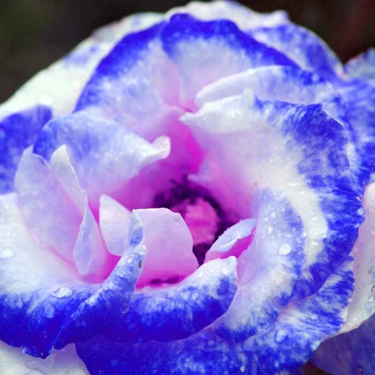 Rare Bag Blue Pink Rose Seeds Scented Plants Flowers - Image 4